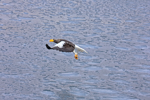 Low Flying