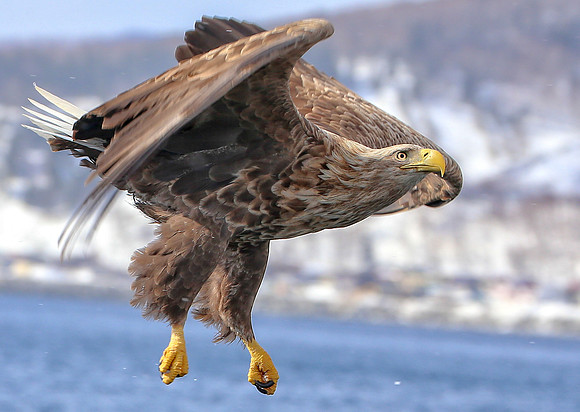 On the Fly