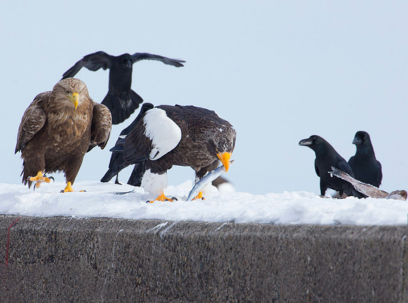 Three or More is A Crowd