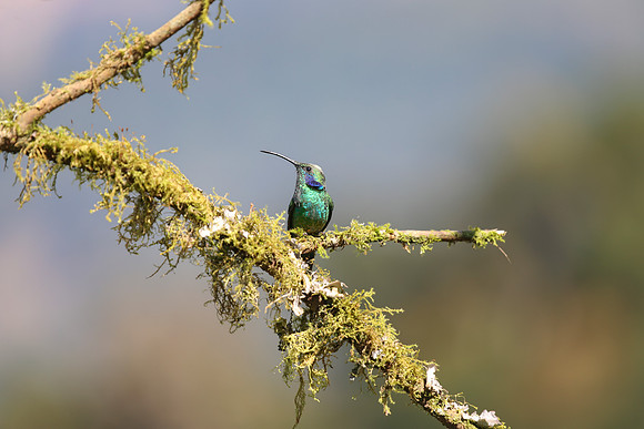 Looking