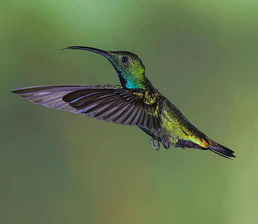 Flight