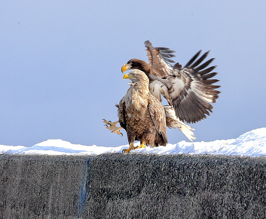 Flap