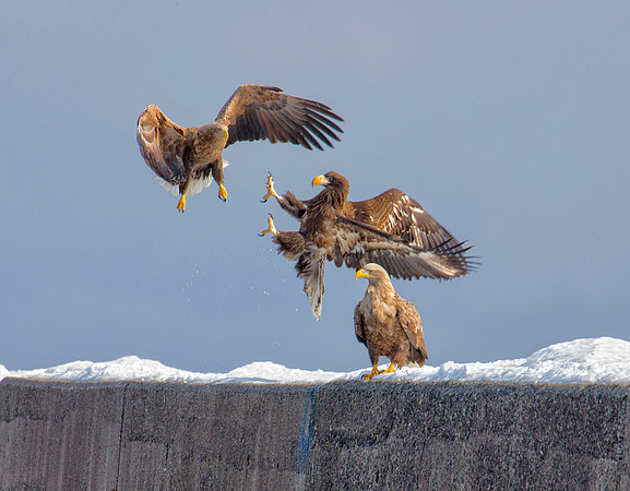 Eagle Flap Cr