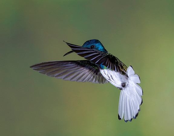 Wings