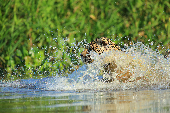 Splashdown