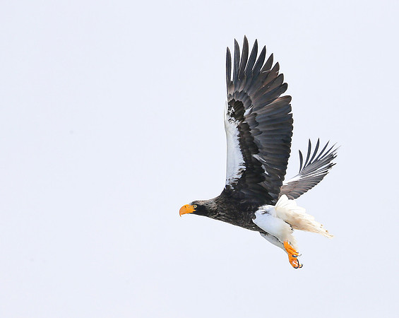 In Flight