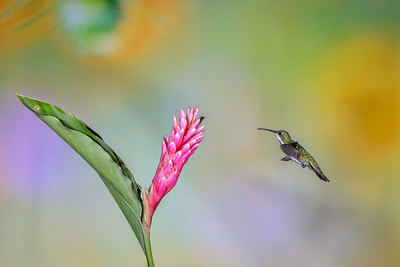 Humming Along