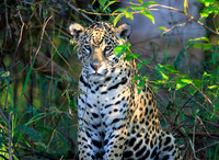 JAGUARS