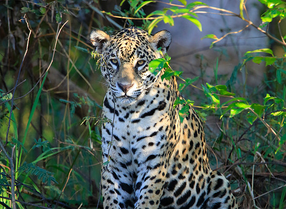 Patricia Jaguar