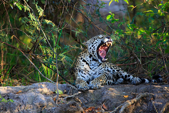 Big Yawn