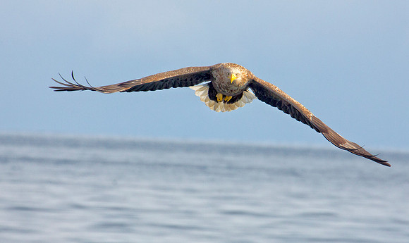 Flight