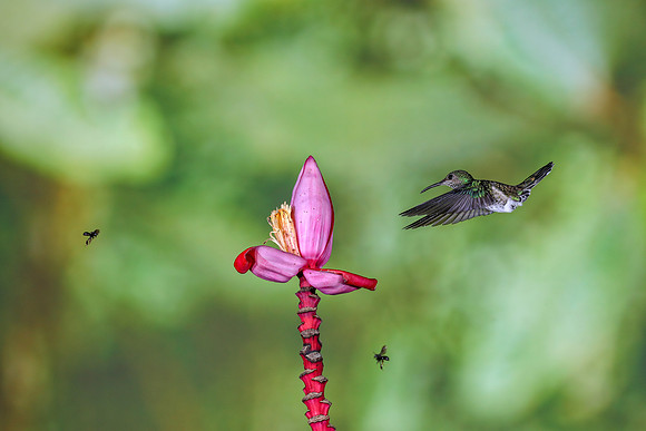 Bees and Birds