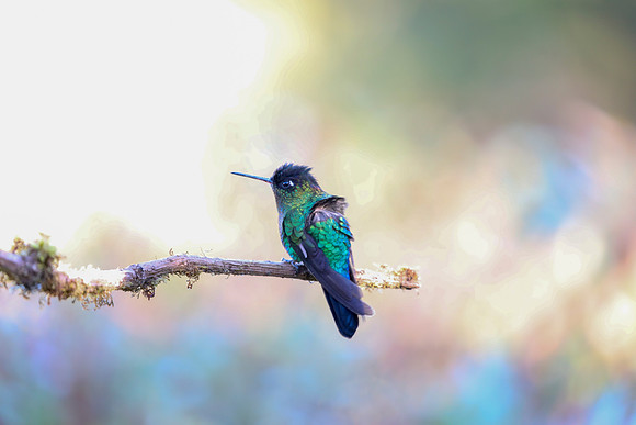 On A Limb