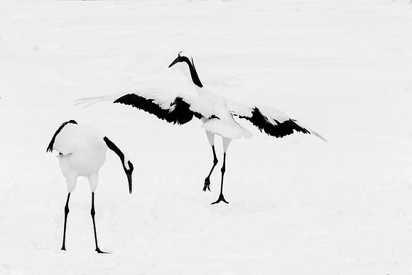 Crane 1