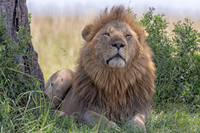 LIONS OF AFRICA