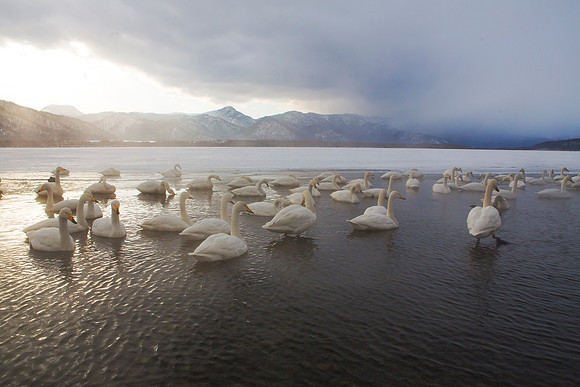 Whooper View
