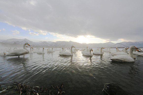 Swanning About