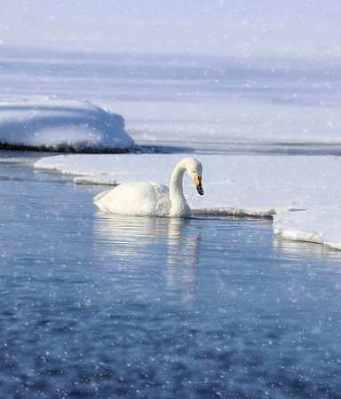 Snow Swan