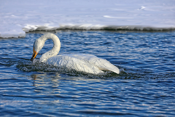 Still Swanning (full frame)