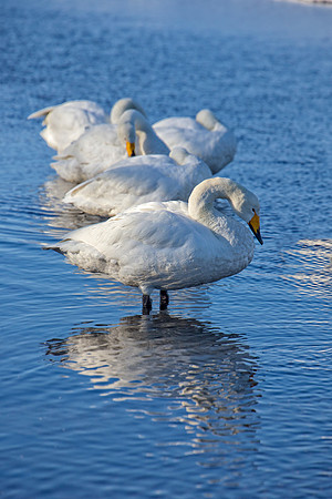 All in a Row