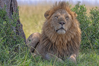 WILDLIFE IMAGES