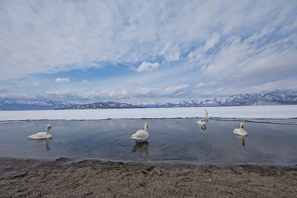 Whooper Beauties