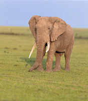 ELEPHANTS