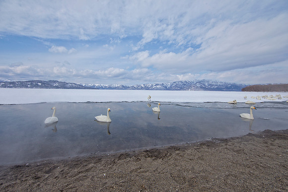 Swanning About