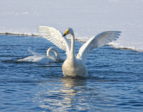 Wing Flaps Up