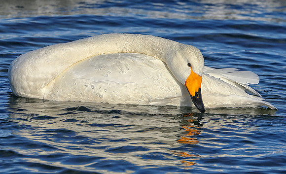 Swan Pose (cr)