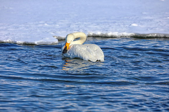Swan Time