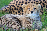 CHEETAHS