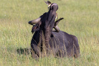 AFRICAN WILDLIFE