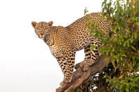 LEOPARDS