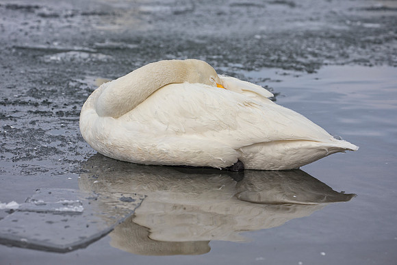 Napping