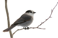 OTHER BIRDS