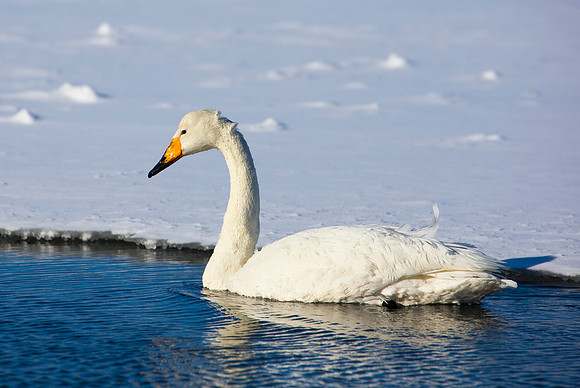 Gliding (full frame image)