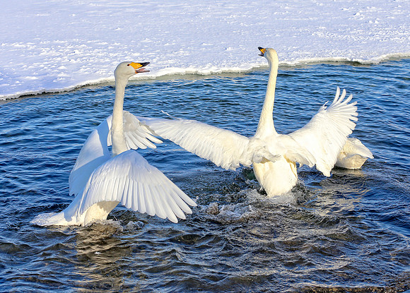 In A Flap